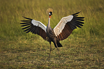 Animals, Grass, Feather, Bird, Color, Crane HD wallpaper
