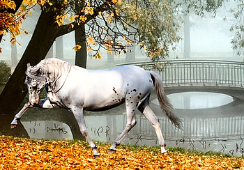 Knabstrupper, horses, leopard, appaloosa, danish, spotted HD wallpaper