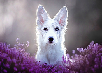Puppy, dog, animal, white, cute, purple, pink, flower, border collie, australian shepherd, caine HD wallpaper