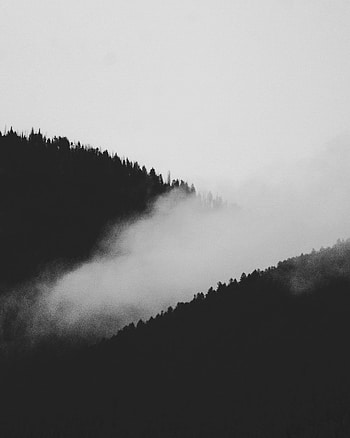 Nature, Trees, Forest, Fog, Bw, Chb, Slope HD phone wallpaper