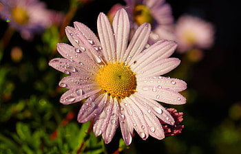 Flower, pink daisy, water drops, closeup HD wallpaper