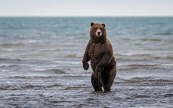 Grizzly Bear, , Stunning backgrounds, and mobile HD wallpaper
