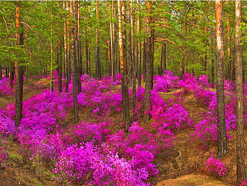 Flowers in the forest, fall, colors, summer, purple, trees, autumn, nature, flowers, forest HD wallpaper