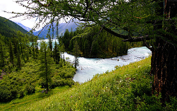 FOREST RIVER FLOW, river, flow, forest, mountain HD wallpaper