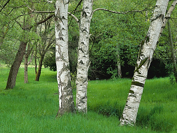 Landscape, Trees HD wallpaper