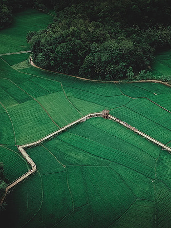 Farm life, Countryside beauty, Agriculture harvest, Nature's bounty HD phone wallpaper