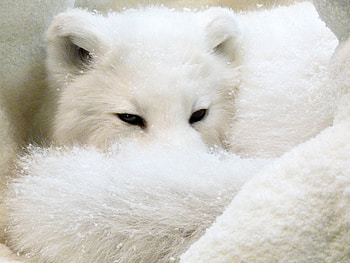 Arctic Fox, white, fox, arctic, snow HD wallpaper