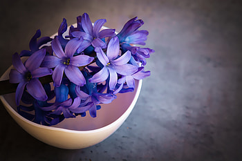 Hyacinth, Nature's beauty, Violet flowers, 1440p resolution HD wallpaper