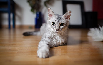 Animals, Kitty, Kitten, Striped, Play, Like, Jetty HD wallpaper