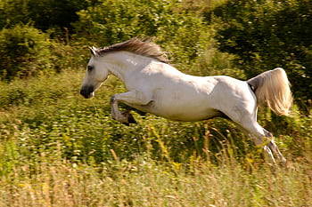 Majestic white horse leaping through lush green countryside on a sunny day. HD wallpaper