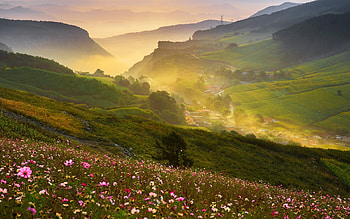 Canyon at Morning, village, canyon, mist, cosmos flowers, valley, meadow, sunrise HD wallpaper