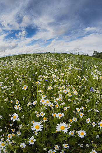 Flowers, Camomile, Field, Fish Eye, Effect, Meadow Flowers HD phone wallpaper
