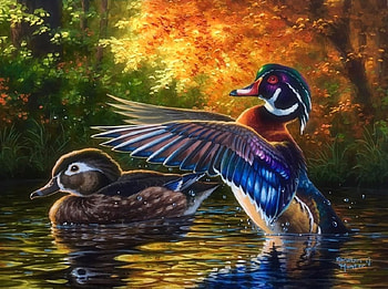 Trying to Impress, love four seasons, ducks, lakes, animals, colors, autumn, paintings, fall season HD wallpaper