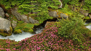 Nature, Flowers, Trees, Grass, Stones, Summer HD wallpaper