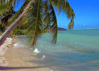 Paradise, sea, tropic, palmtree, shoreline, beach HD wallpaper