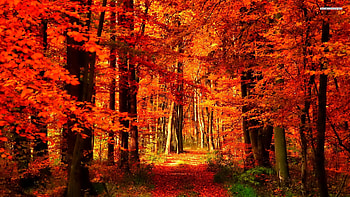 Orange Forest, path, trees, autumn, nature, orange, forest HD wallpaper