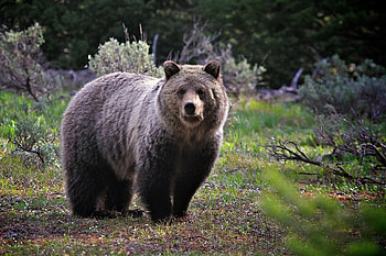 Animals, Grass, Bear, Large, Big, To Stand, Stand HD wallpaper