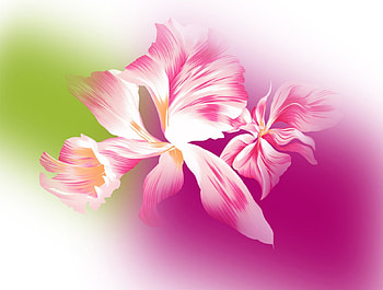 Pink canna, pink, flowers HD wallpaper