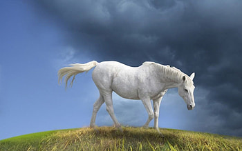 Camarillo White Horse, white, horse, eyes, tail, tall, mane, animals, ears, camarillo, legs HD wallpaper