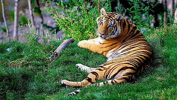 Animals, Grass, Predator, Bengal Tiger HD wallpaper
