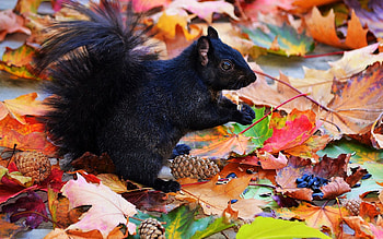 Animals, Squirrel, Autumn, Cones, Foliage HD wallpaper