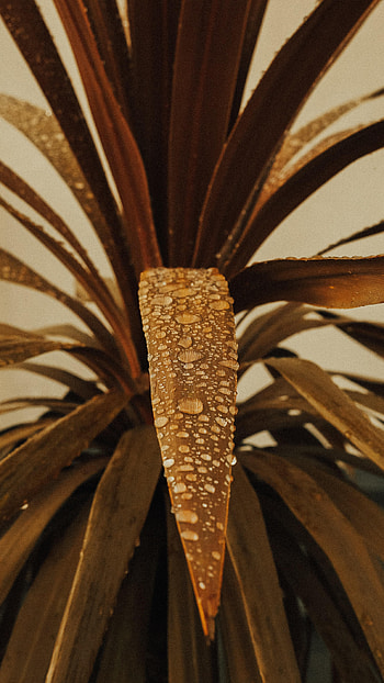 Leaves, Drops, Plant, Macro HD phone wallpaper