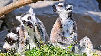 Lemur , Nature's beauty, Cute lemur collection, Wildlife charm HD wallpaper