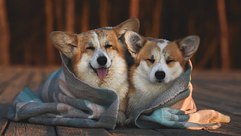 Two Corgi Dogs Are Covering With Cloth Sitting On Wood Board Floor In Blur Background Dog HD wallpaper