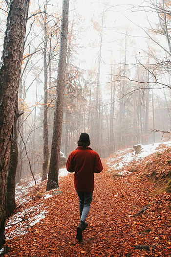 Miscellanea, Miscellaneous, Forest, Fog, Stroll, Human, Person, Loneliness HD phone wallpaper
