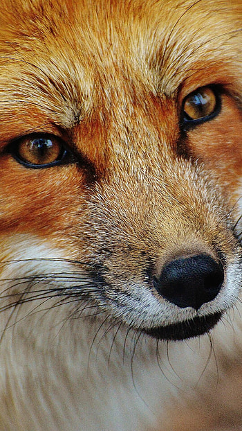 Close-up, Foxes HD phone wallpaper