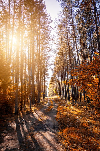 Sunlit forest path in autumn with tall trees and vibrant foliage. HD phone wallpaper