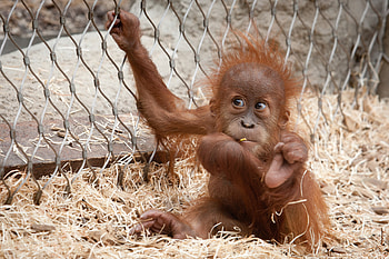 Orangutan, Jungle explorer, Tree-dwelling, Natural habitat HD wallpaper