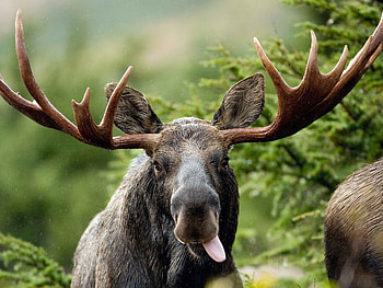 Moose, Stunning , Impressive backgrounds, Nature's beauty HD wallpaper