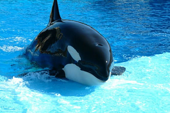 Orca or Killer Whale, whale, orca, ocean, killer whale HD wallpaper