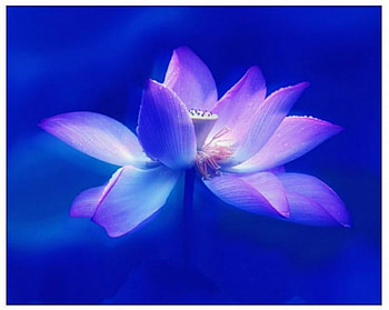 Blue Lotus, blue, flower, soft, nature, lotus HD wallpaper