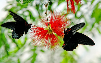 Butterflies, other, beautiful, animals HD wallpaper