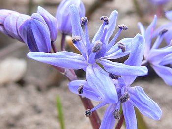 Plants, Flowers HD wallpaper