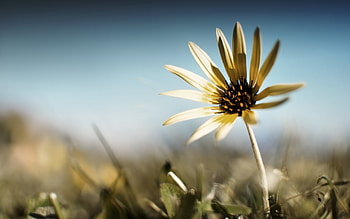 Plants, Flowers HD wallpaper