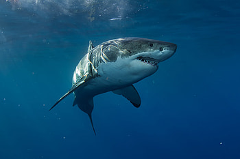 Aquariums never have, Readers Digest, Great white sharks, Why aquariums HD wallpaper