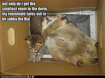 ROOM MATES, mate, room, kitty, big, small HD wallpaper