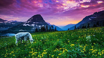 Mountain Goat At Glacier National Park, Montana, peaks, clouds, colors, landscape, flowers, meadow, sky, sunset, usa HD wallpaper