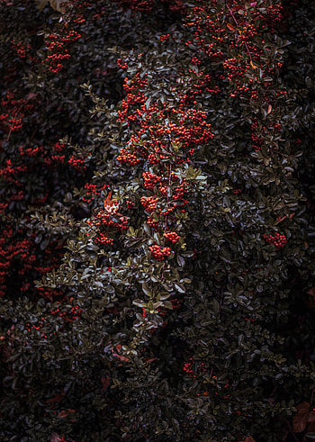 Nature, Berries, Bush, Plant, Rowan HD phone wallpaper