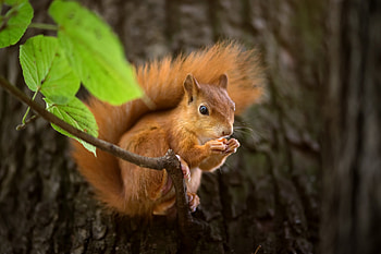 Squirrel, , Playful nature, Curious eyes HD wallpaper