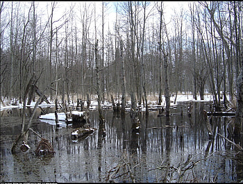 Letea forest, winter, trees, sesons, forests, nature, water, places HD wallpaper
