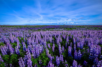 A breathtaking view of a vibrant lupine field blooming under a clear blue sky, capturing the essence of spring serenity. HD wallpaper