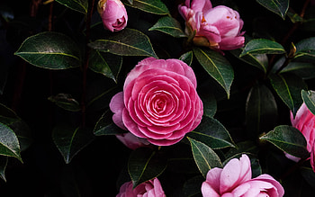 Camellia flowers, background HD wallpaper