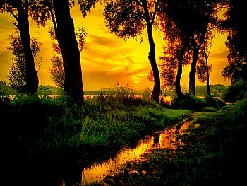 Sunrise gold, river, golden, creek, grass, gold, sunrise, green, trees, nature, forest, sunset HD wallpaper