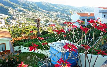 Madeira travels, , mobile backgrounds, Stunning landscapes HD wallpaper