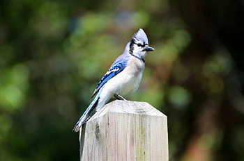 Beautiful Blue Jay Resting, Animals, Winged Creatures, Birds, Blue Jays HD wallpaper