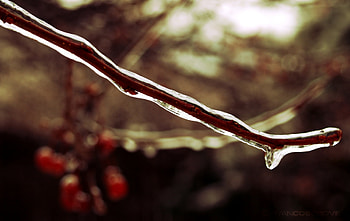 Ice, Macro, Brown, Branch, Frost HD wallpaper